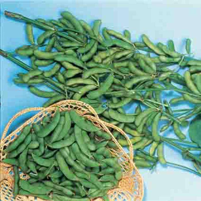 Be Sweet Edamame - beyond organic seeds