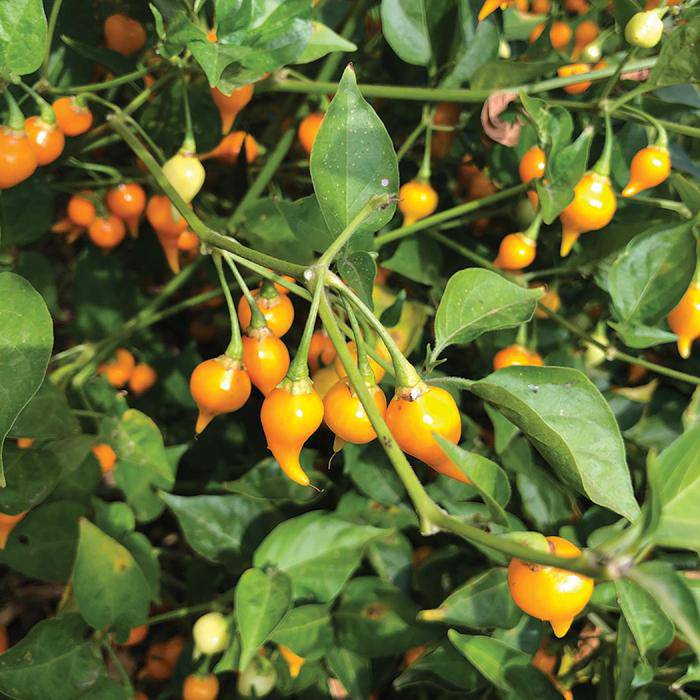 Biquinho Yellow Pepper - beyond organic seeds