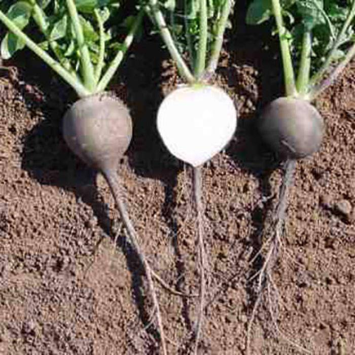 Black Spanish Radish - beyond organic seeds