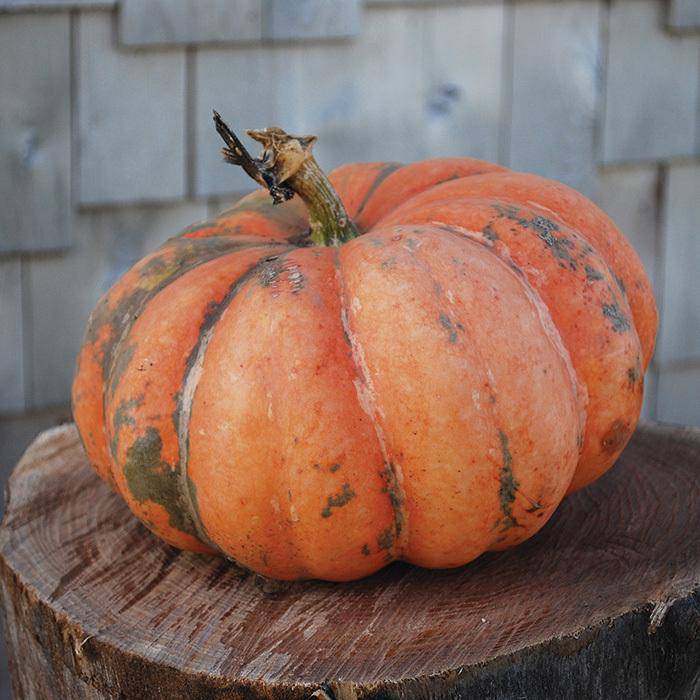 Moranga Winter Squash - beyond organic seeds