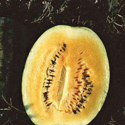 Yellow Crimson Sweet Watermelon - beyond organic seeds