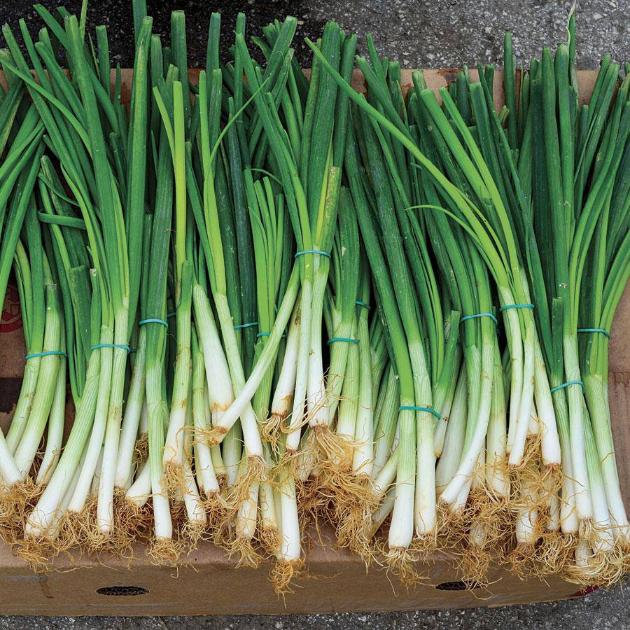 Evergreen Bunching Onion - beyond organic seeds