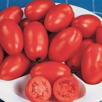 Heirloom Roma Tomato - beyond organic seeds