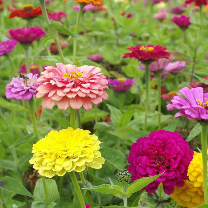 Dahlia Flowered Zinnia Mix - beyond organic seeds