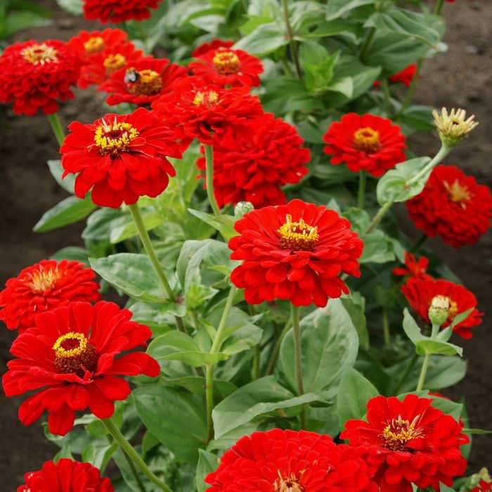 Cherry Queen Red Zinnia - beyond organic seeds