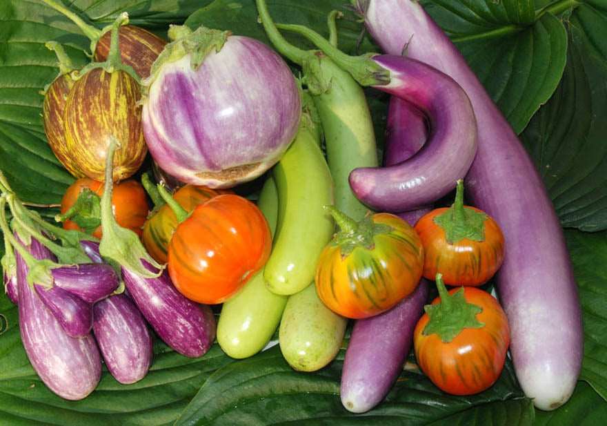 Garden center eggplant.  Assortments - beyond organic seeds