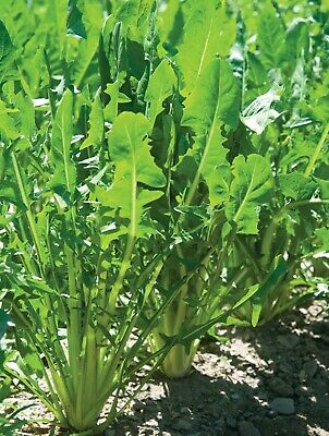 Chicory dandilion - beyond organic seeds