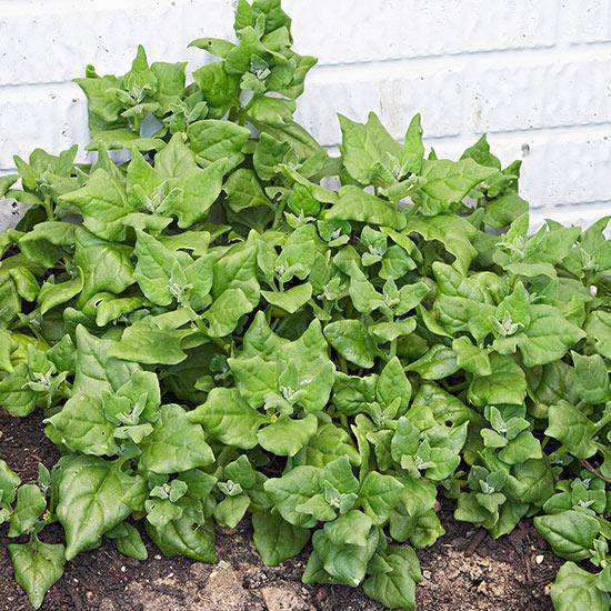 New Zealand Spinach - beyond organic seeds