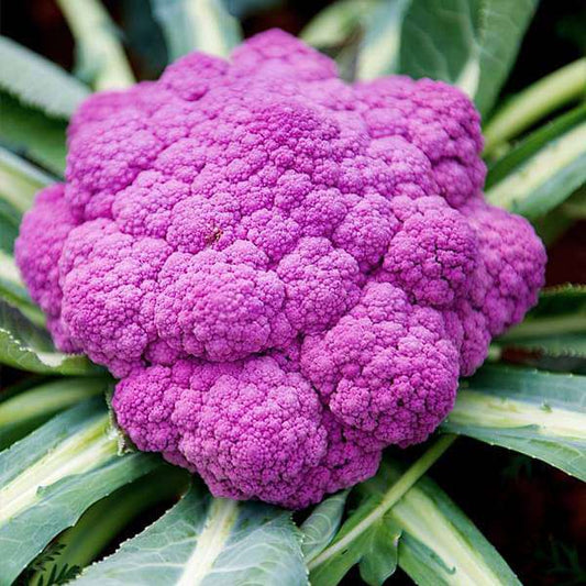 Di sicilla violetto purple - beyond organic seeds