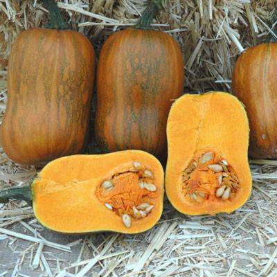 Honeynut Winter Squash - beyond organic seeds