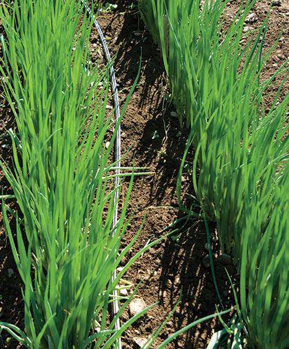 Evergreen Bunching Onion - beyond organic seeds