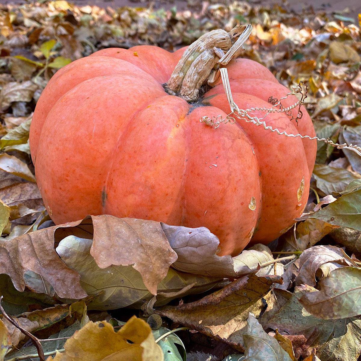 Moranga Winter Squash - beyond organic seeds