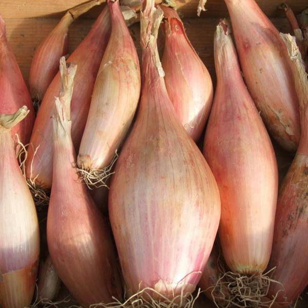 Zebrune Shallot - beyond organic seeds