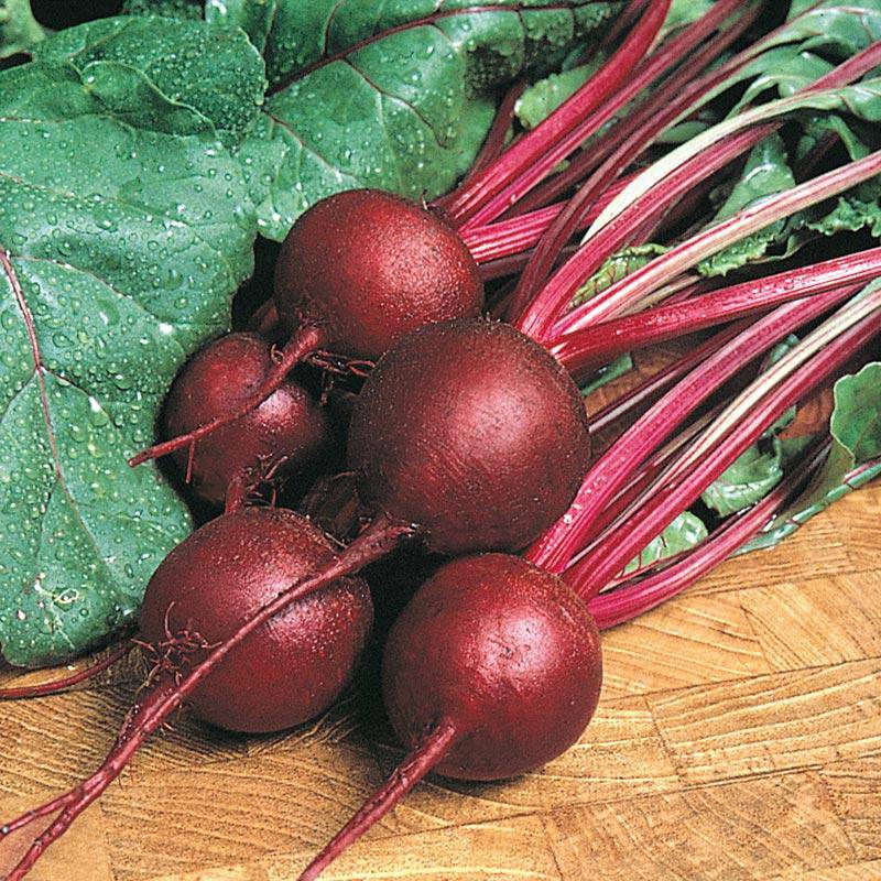 Ruby Queen Heirloom Beet - beyond organic seeds