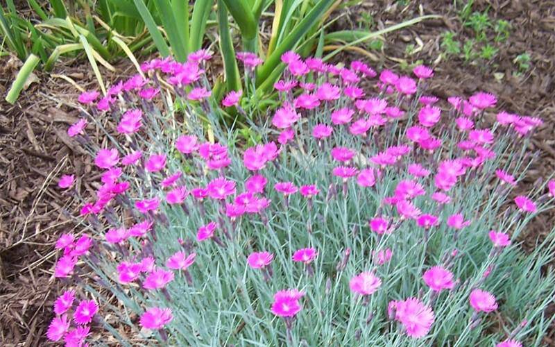 Cottage Pink Flowers - beyond organic seeds