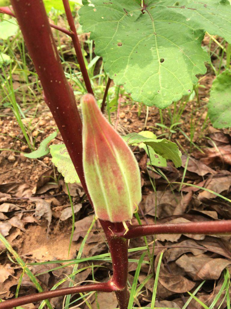 Hill Country Red Okra - beyond organic seeds