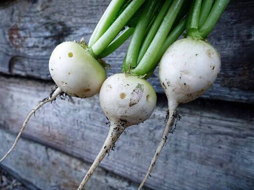 White Hailstone Radish - beyond organic seeds