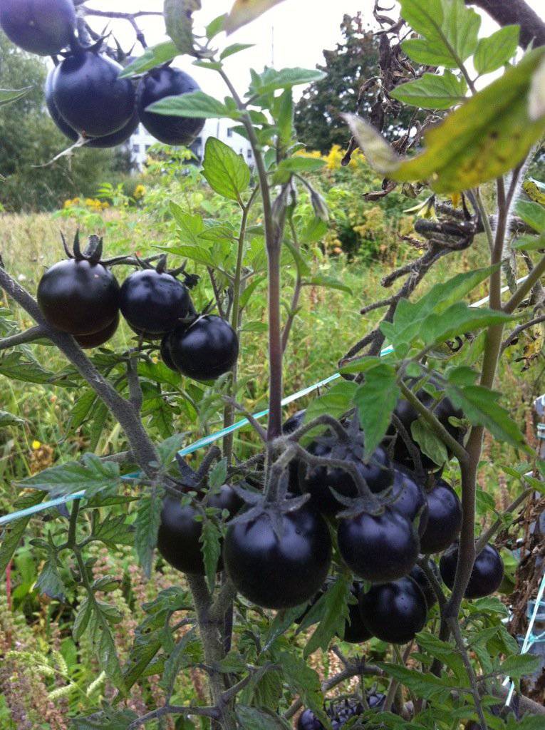 Dancing with Smurfs Indigo Tomato - beyond organic seeds