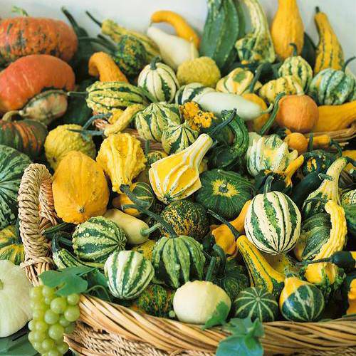 Pumpkins (Assortment) - beyond organic seeds