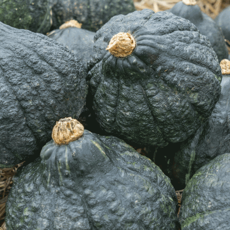 Pumpkins (Assortment) - beyond organic seeds