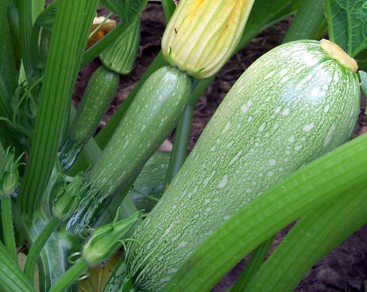 Grey Zucchini - beyond organic seeds