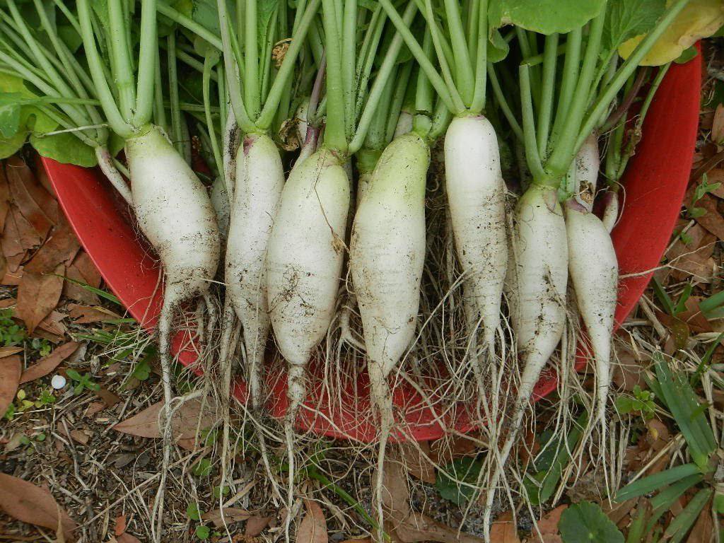 White Icicle Radish - beyond organic seeds