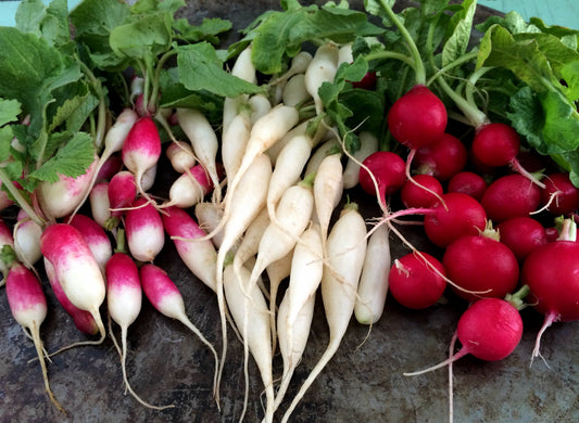 Radishes (Garden Pack) - beyond organic seeds