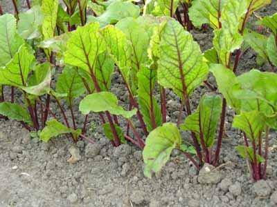 Beets (Assortment) - beyond organic seeds