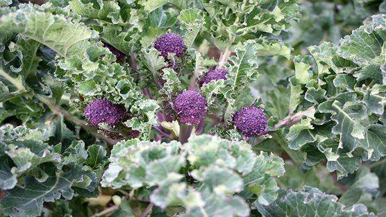 Broccoli (Assortment) - beyond organic seeds