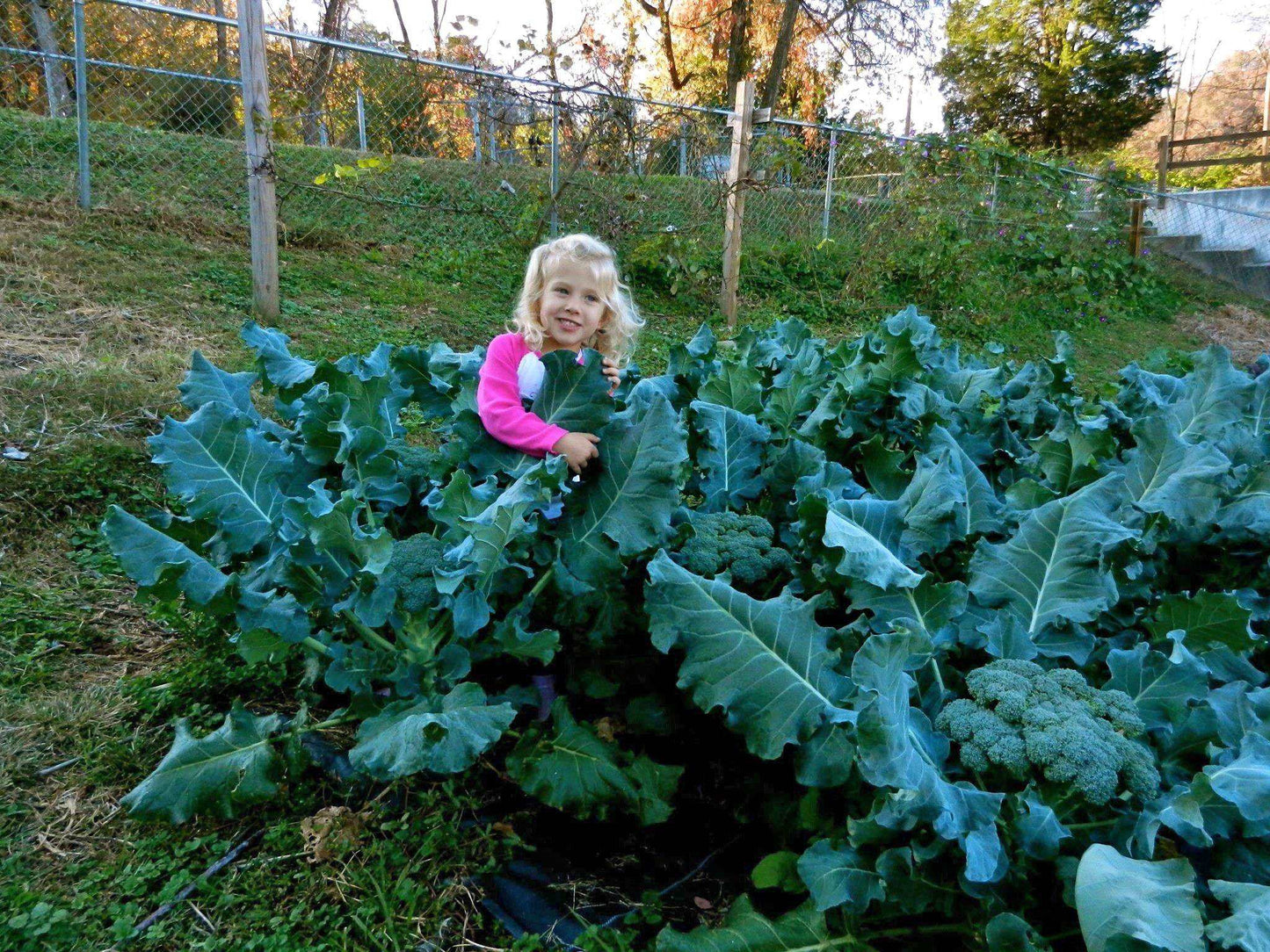 Broccoli (Assortment) - beyond organic seeds