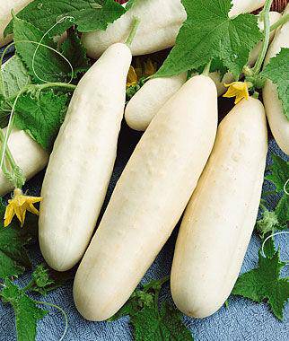 White Wonder Cucumber - beyond organic seeds