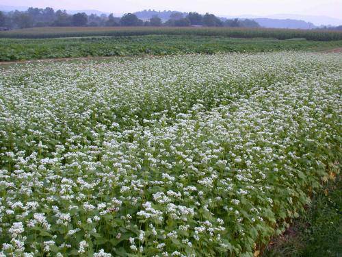 Organic Buckwheat - beyond organic seeds