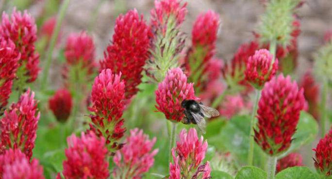 Red clover - beyond organic seeds