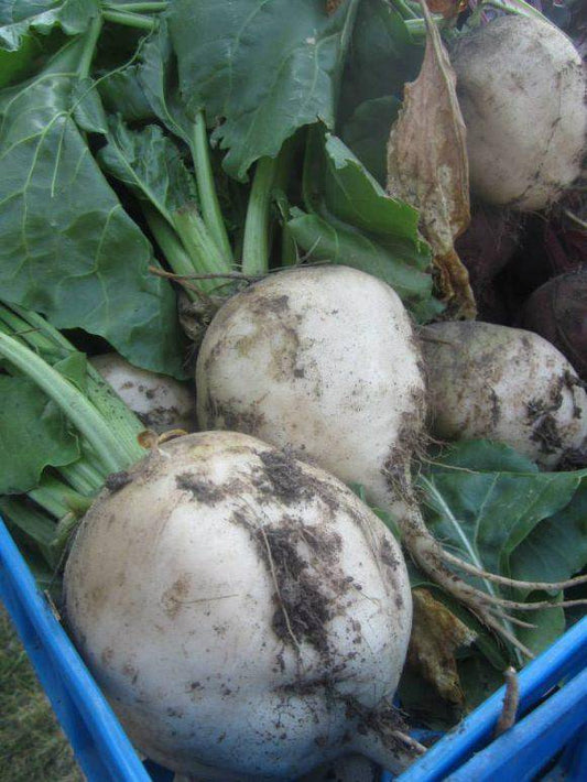 White Albino Heirloom Beets - beyond organic seeds