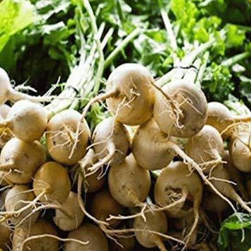 White Albino Heirloom Beets - beyond organic seeds