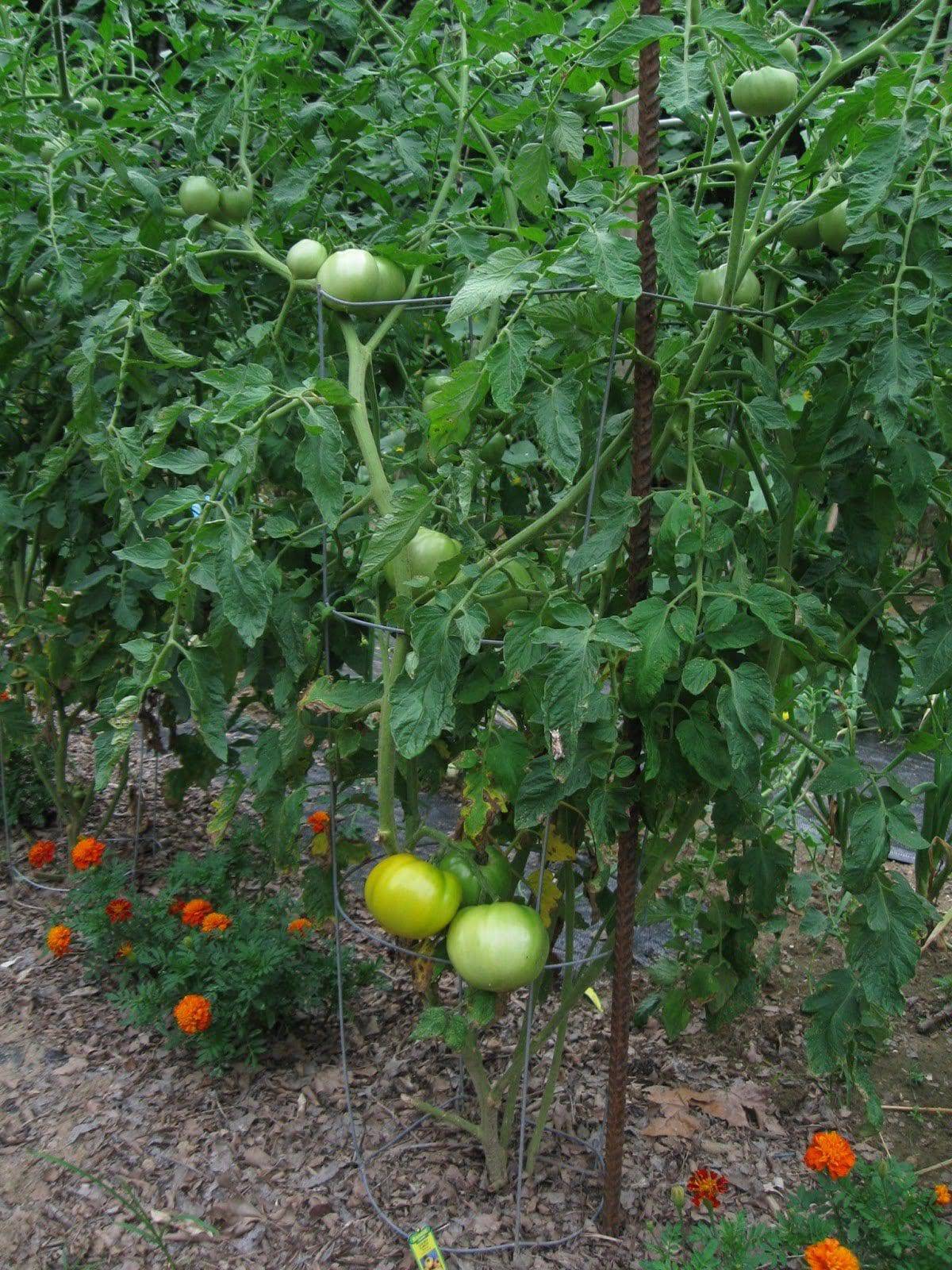 Golden Jubilee Heirloom Tomato - beyond organic seeds