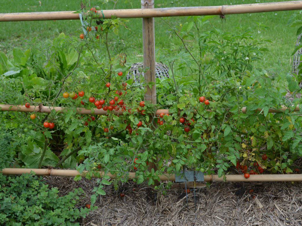 Heirloom Red Cherry Tomato - beyond organic seeds