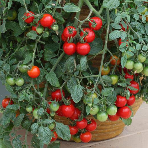 Heirloom Red Cherry Tomato - beyond organic seeds