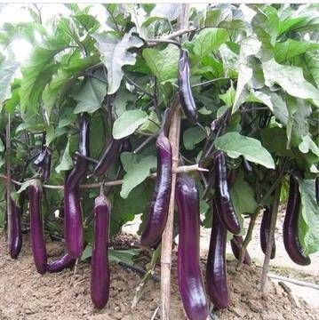 Long Purple Eggplant - beyond organic seeds