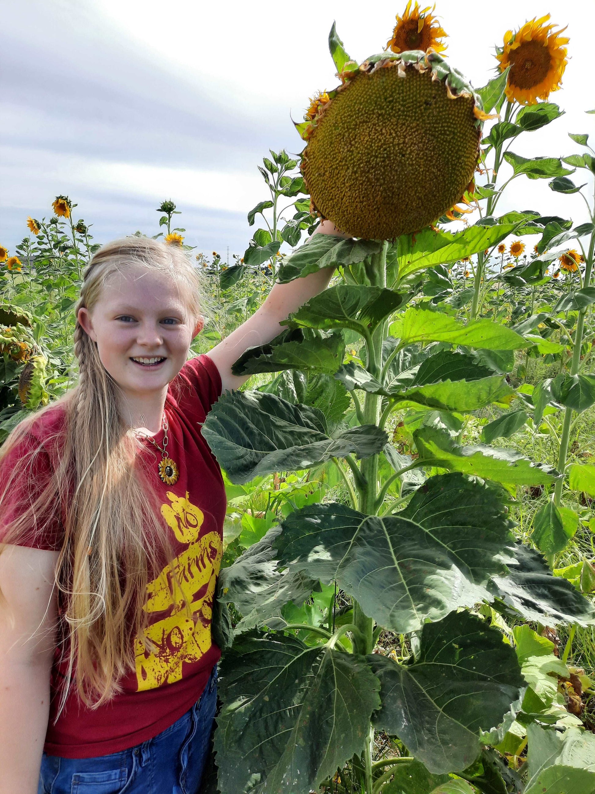 Garden center sunflower.  Mix packs - beyond organic seeds