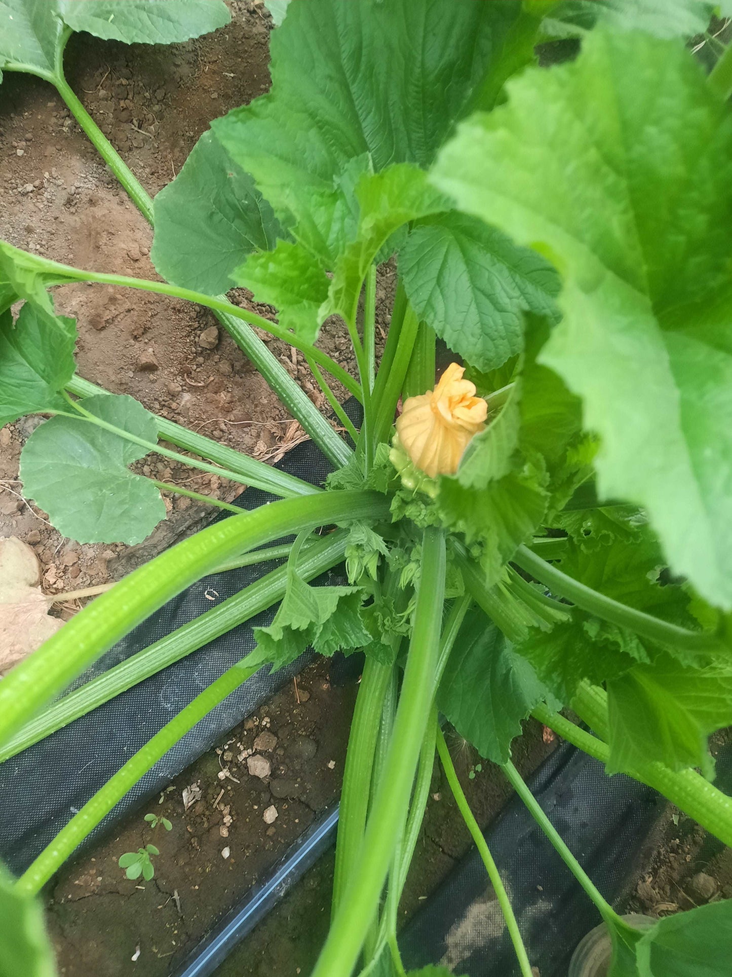 Jaune et Verte Summer Squash - beyond organic seeds