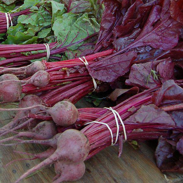 Bulls Blood Beet Heirloom Seed - beyond organic seeds