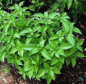 Lime Basil - beyond organic seeds