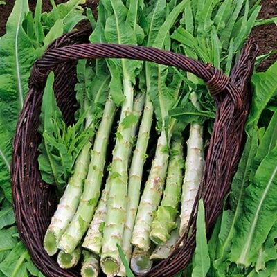 Celtuce - beyond organic seeds