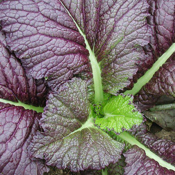 Red Giant Mustard Greens - beyond organic seeds