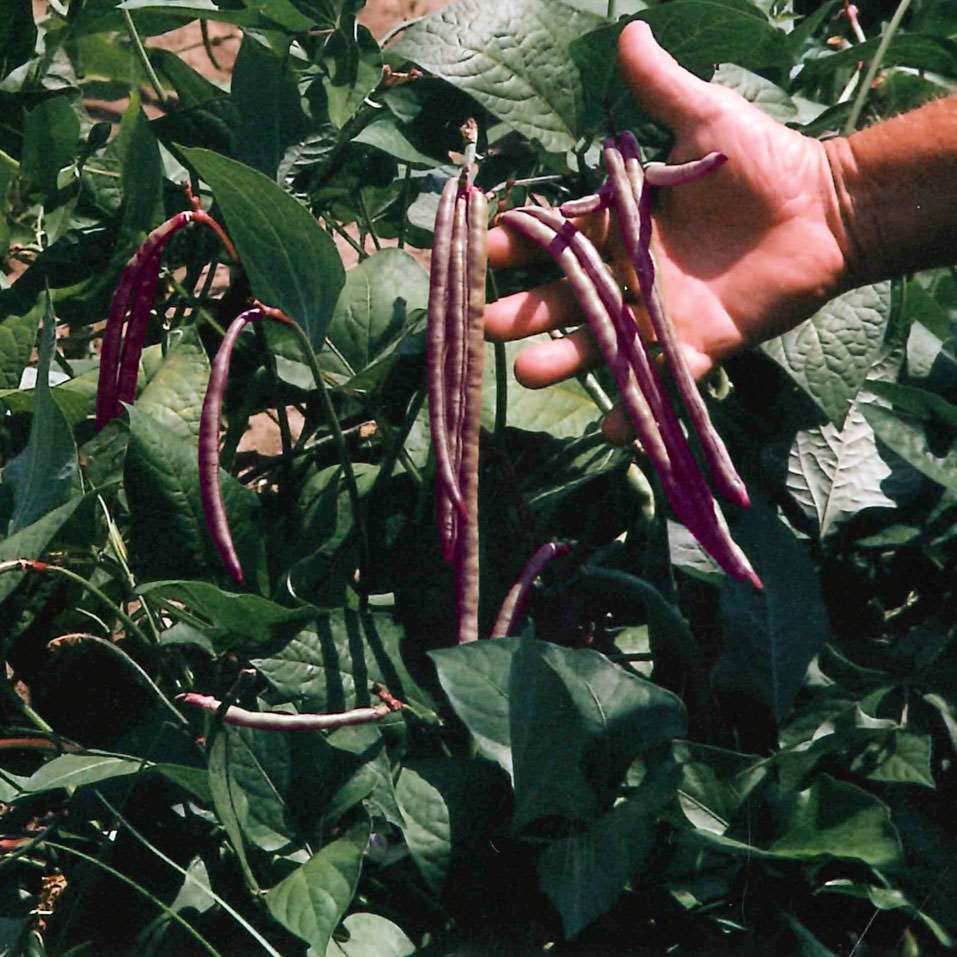 Cow pea garden center assortment - beyond organic seeds