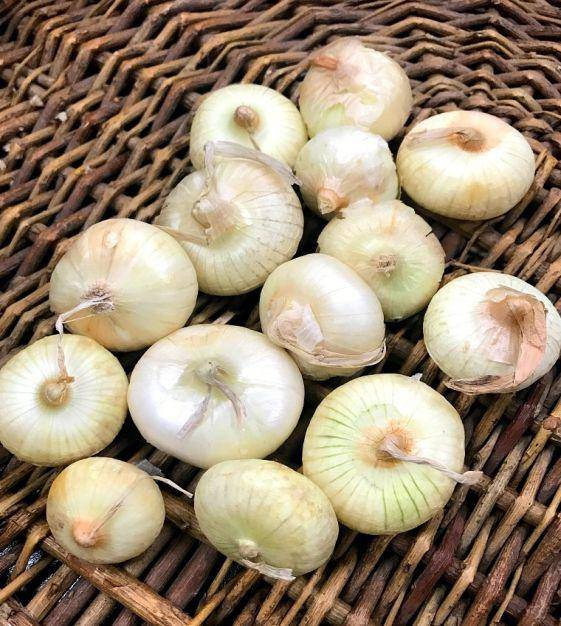 Borettana White Cipollini Onions - beyond organic seeds