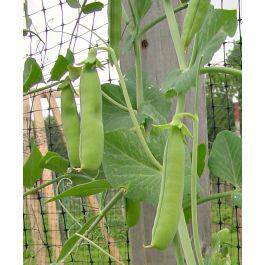 Thomas Laxton English Pea - beyond organic seeds