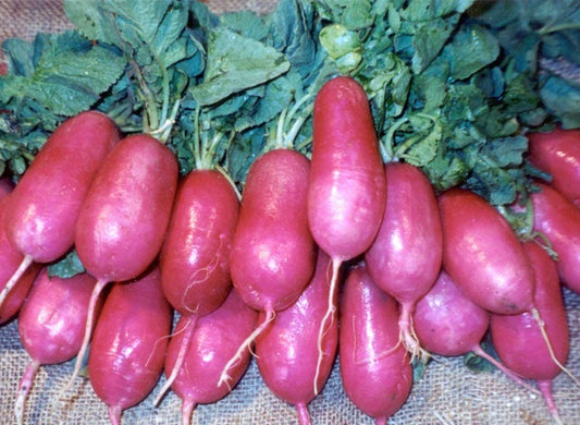 Lady slipper heirloom radish - beyond organic seeds