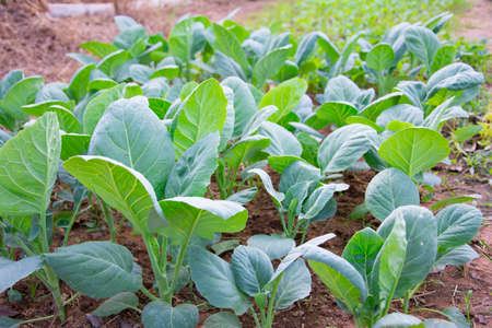 Gai lan chinese broccoli - beyond organic seeds